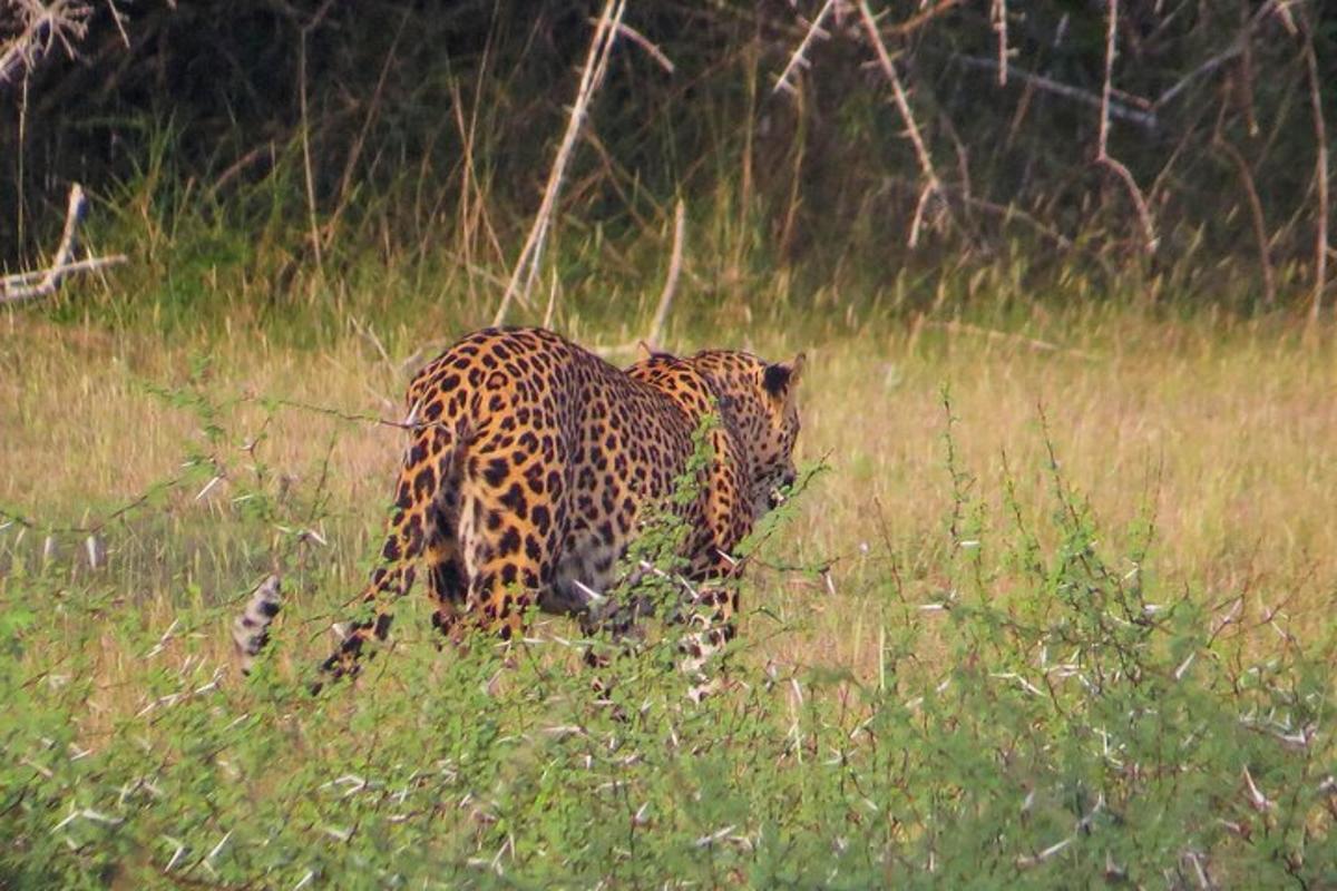 un leopardo che cammina in un campo di erba alta