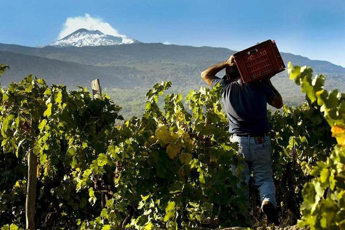 un uomo che trasporta una scatola sulla testa in un vigneto