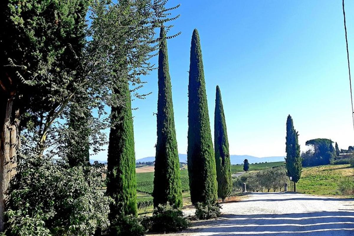 una fila di alberi sul ciglio di una strada