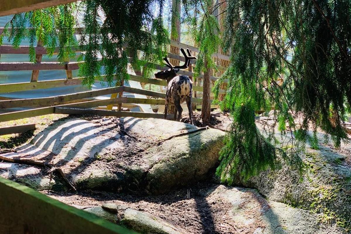 a giraffe standing on a rock next to a fence