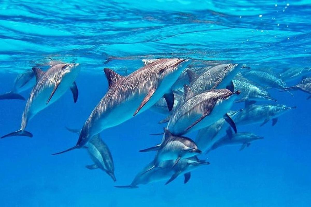 un branco di delfini che nuotano nell'acqua