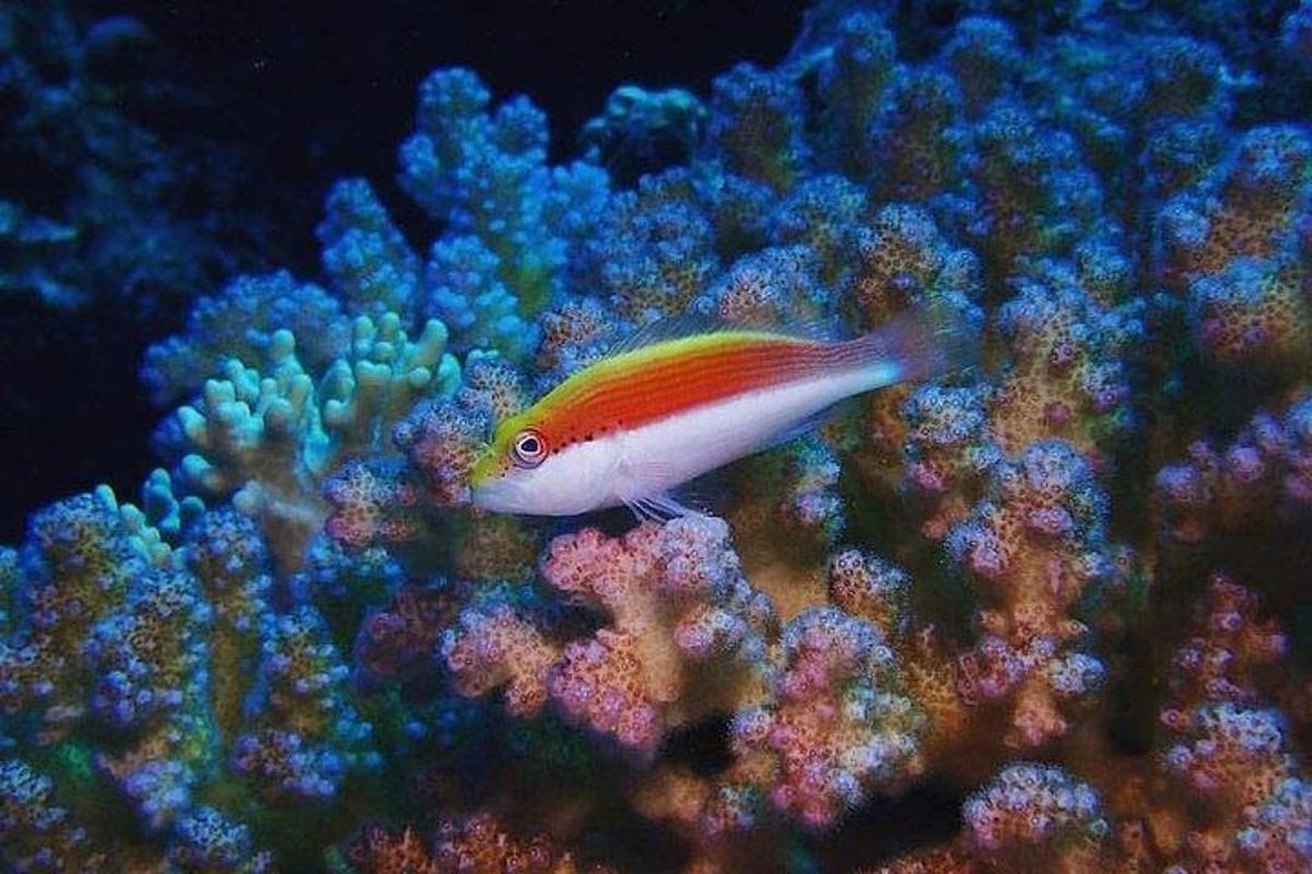 litríkur fiskur situr á kóralrifi