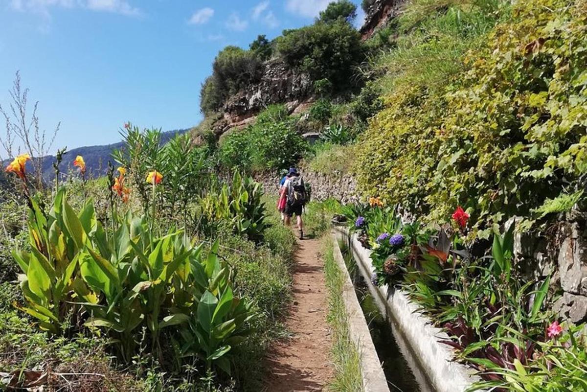 a path through a field of flowers on a mountain