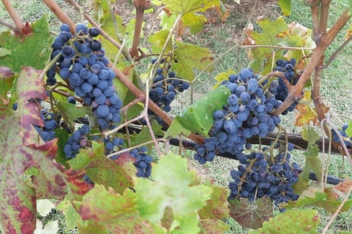 hrozen modrých hroznů rostoucích na vinné révě