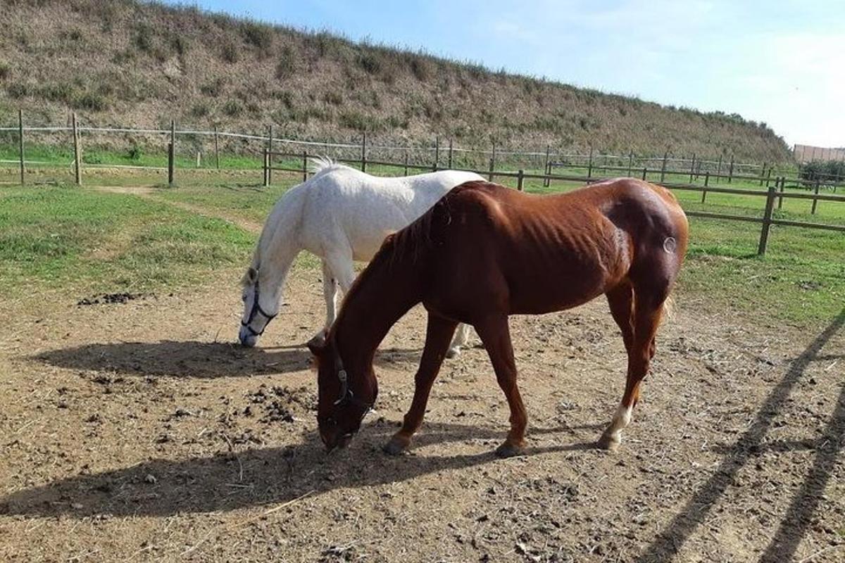Dos caballos parados en un campo comiendo hierba