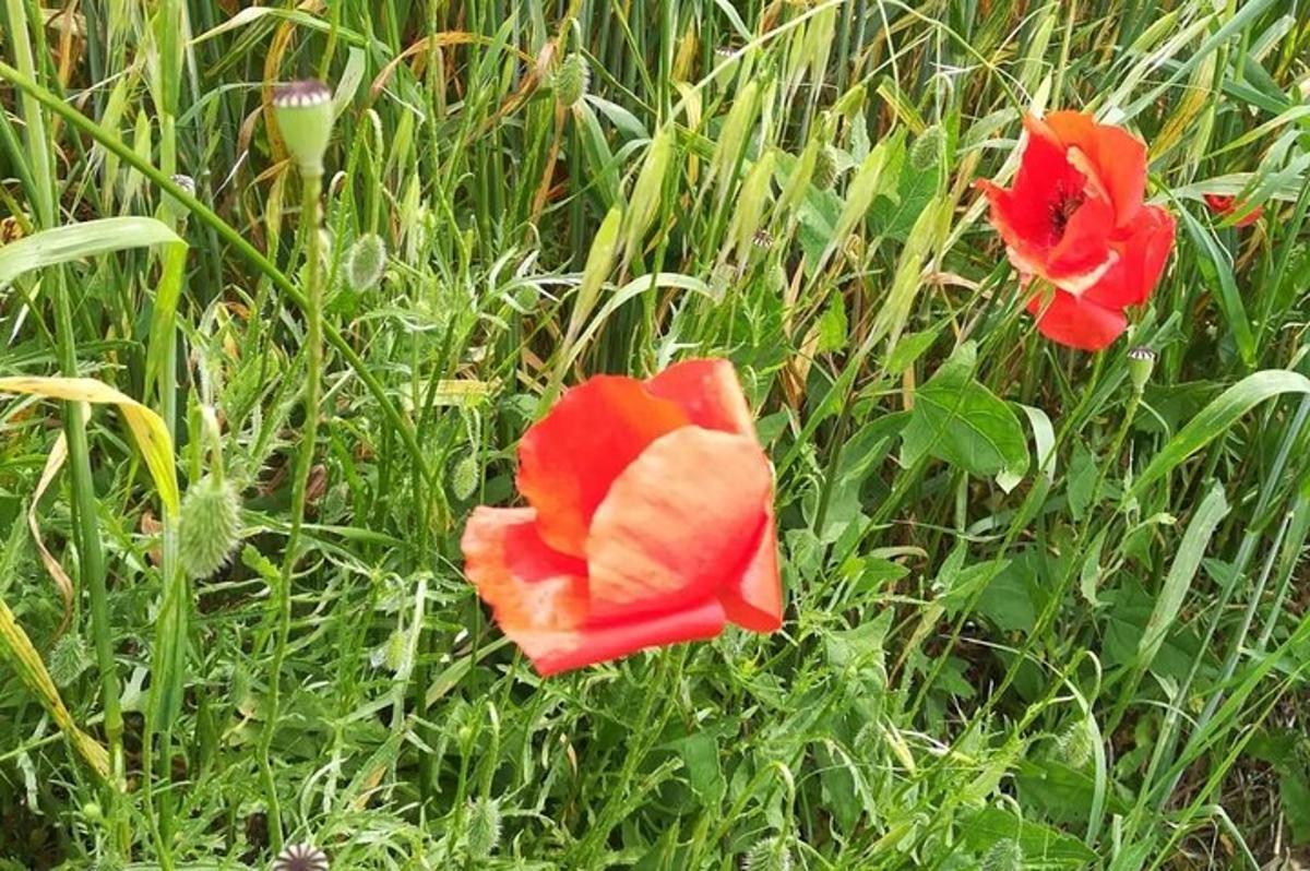 dues flors vermelles en un camp d'herba