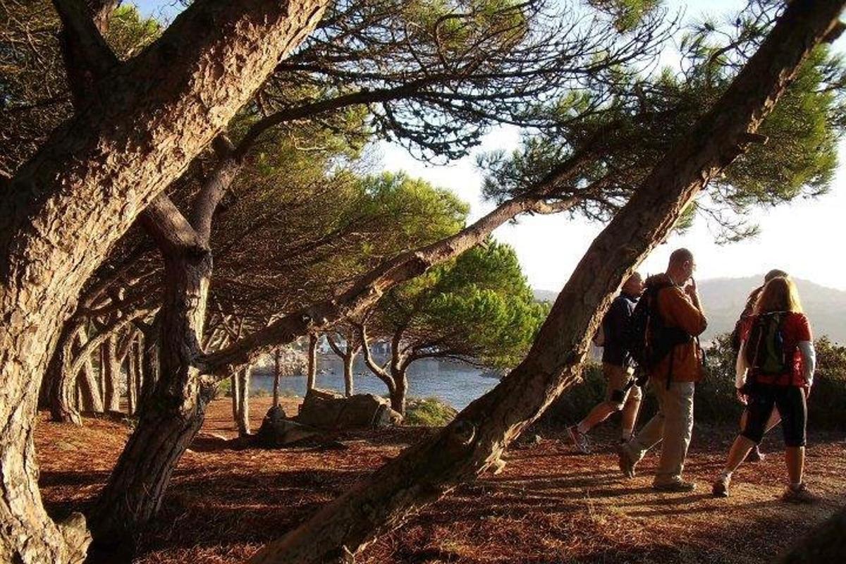 Un grupo de personas caminando por un sendero entre árboles.