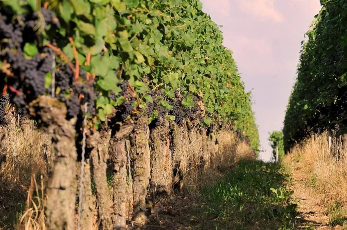Private: Outdoor Escape Game Tuniberg: Eduardo & the Wine Secret – photo 5
