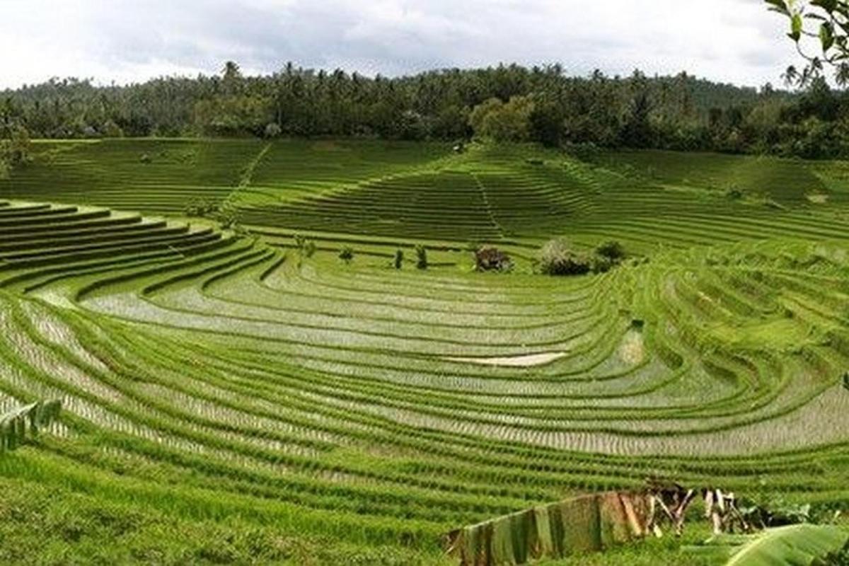 một cánh đồng cỏ rộng lớn với nhiều người đang đi qua
