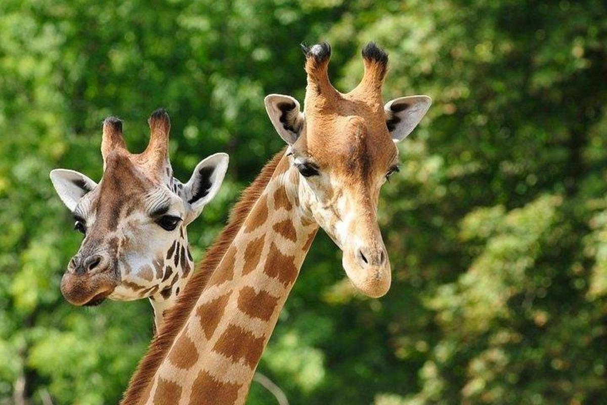 două girafe stau una lângă alta