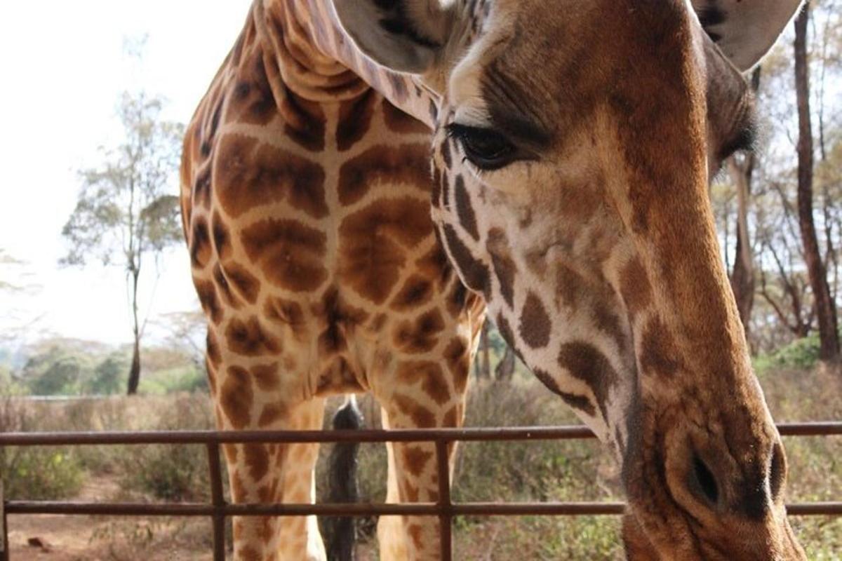 o girafă stă lângă un gard