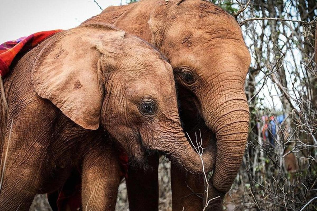 un pui de elefant stând lângă un elefant adult