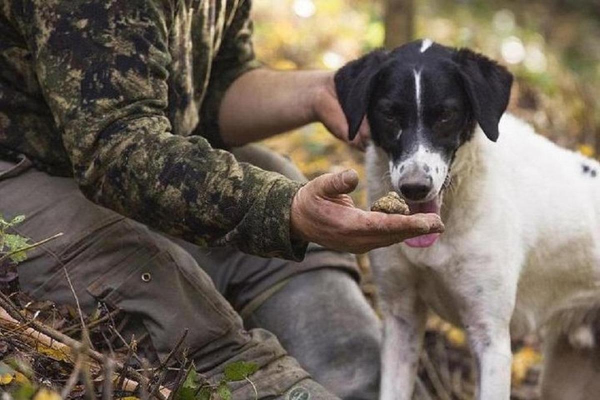 o persoană care hrănește un câine cu o bilă de mâncare