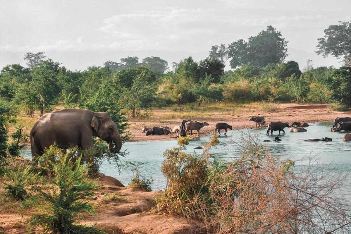 a herd of elephants standing in the water