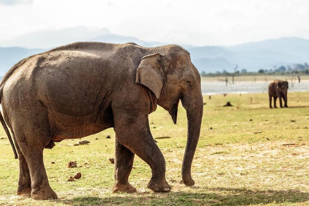an elephant walking in a field with other elephants in the background