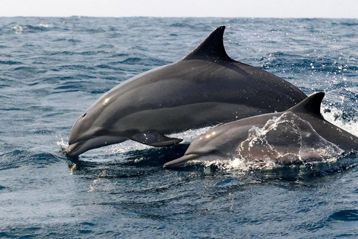 dois golfinhos nadando na água