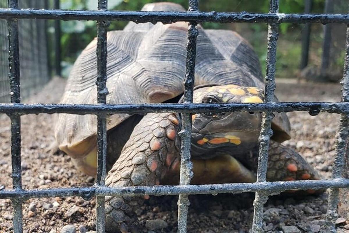 una tortuga parada detrás de una valla