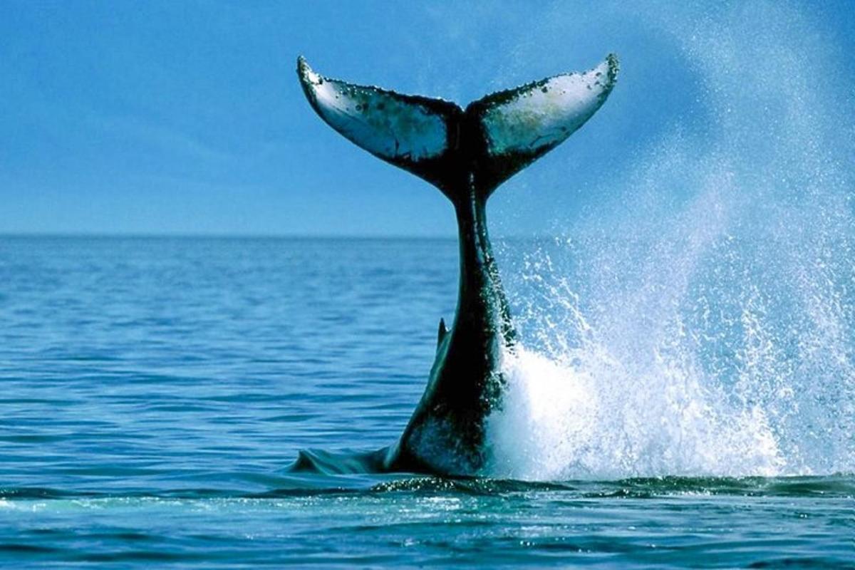 a dolphin in the water with its tail in the air