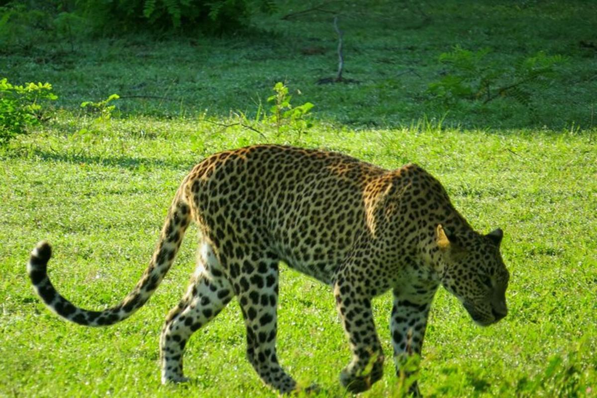 een cheeta die door een grasveld loopt