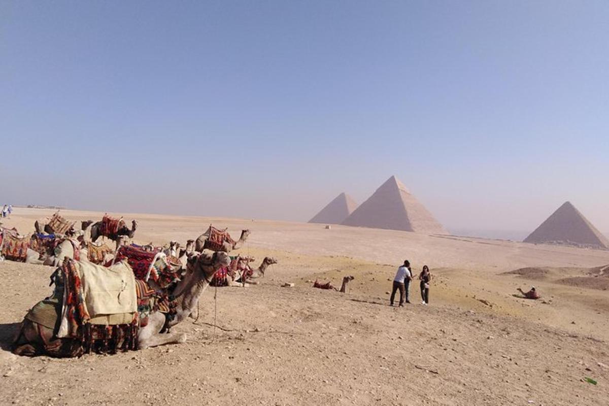 Skupina velbloudů v poušti s pyramidami v pozadí