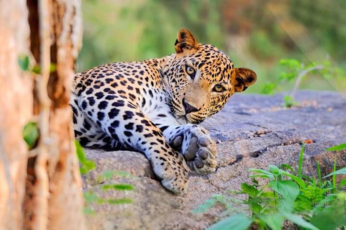 un leopardo sdraiato su una roccia