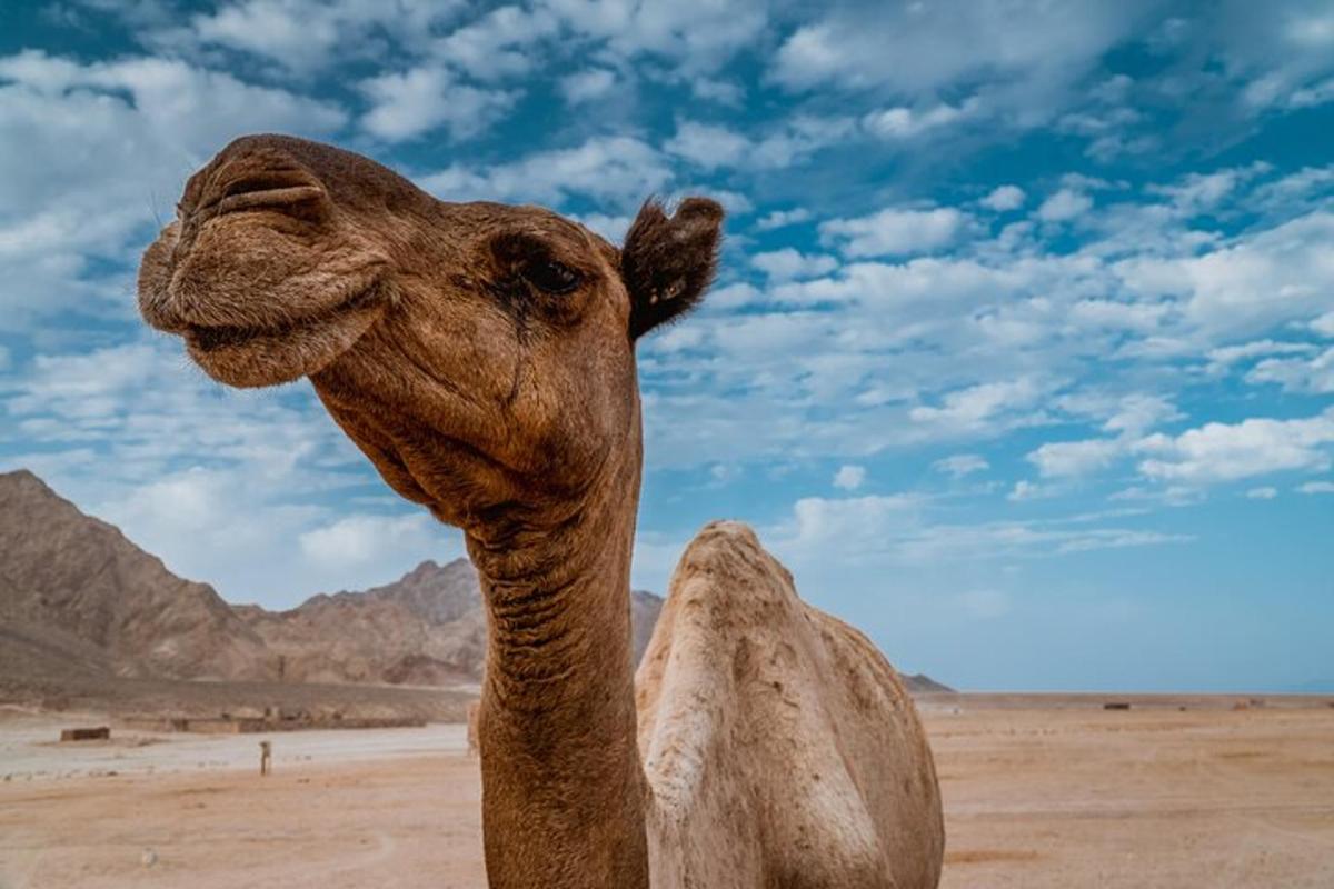 a camel in the desert looking up at the sky