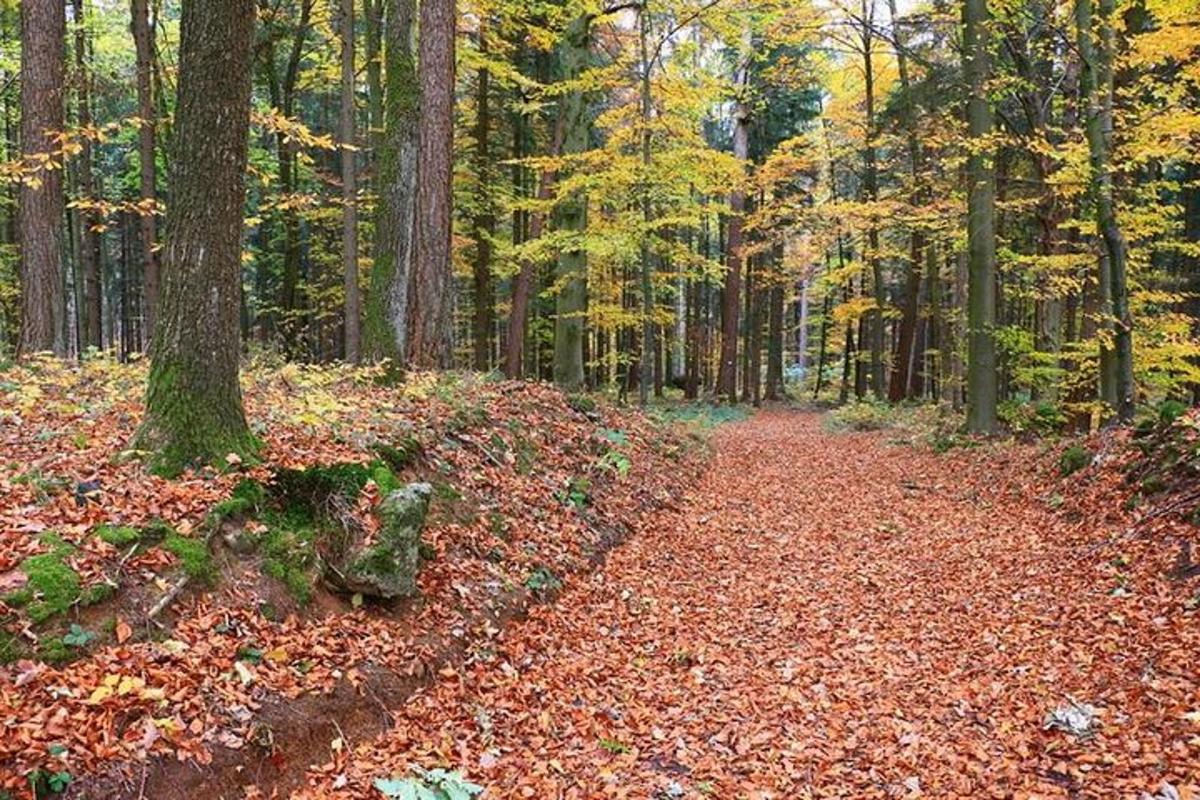 un camí al bosc amb fulles a terra