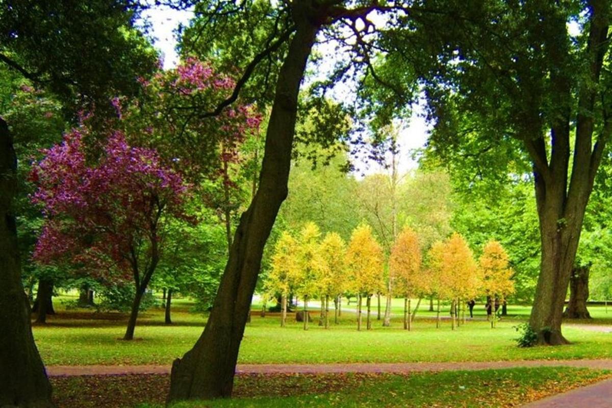 park s mnoha stromy s listy na trávě