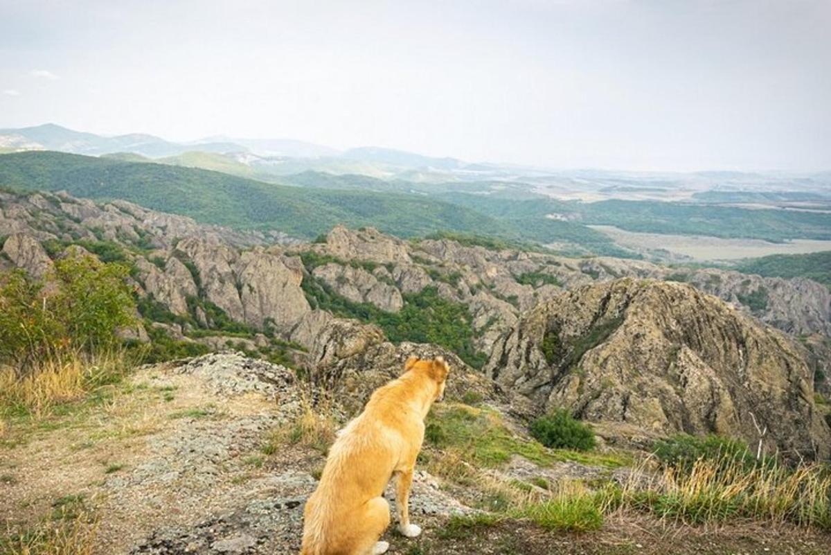 hundur situr á fjallstindi og horfir á dalinn