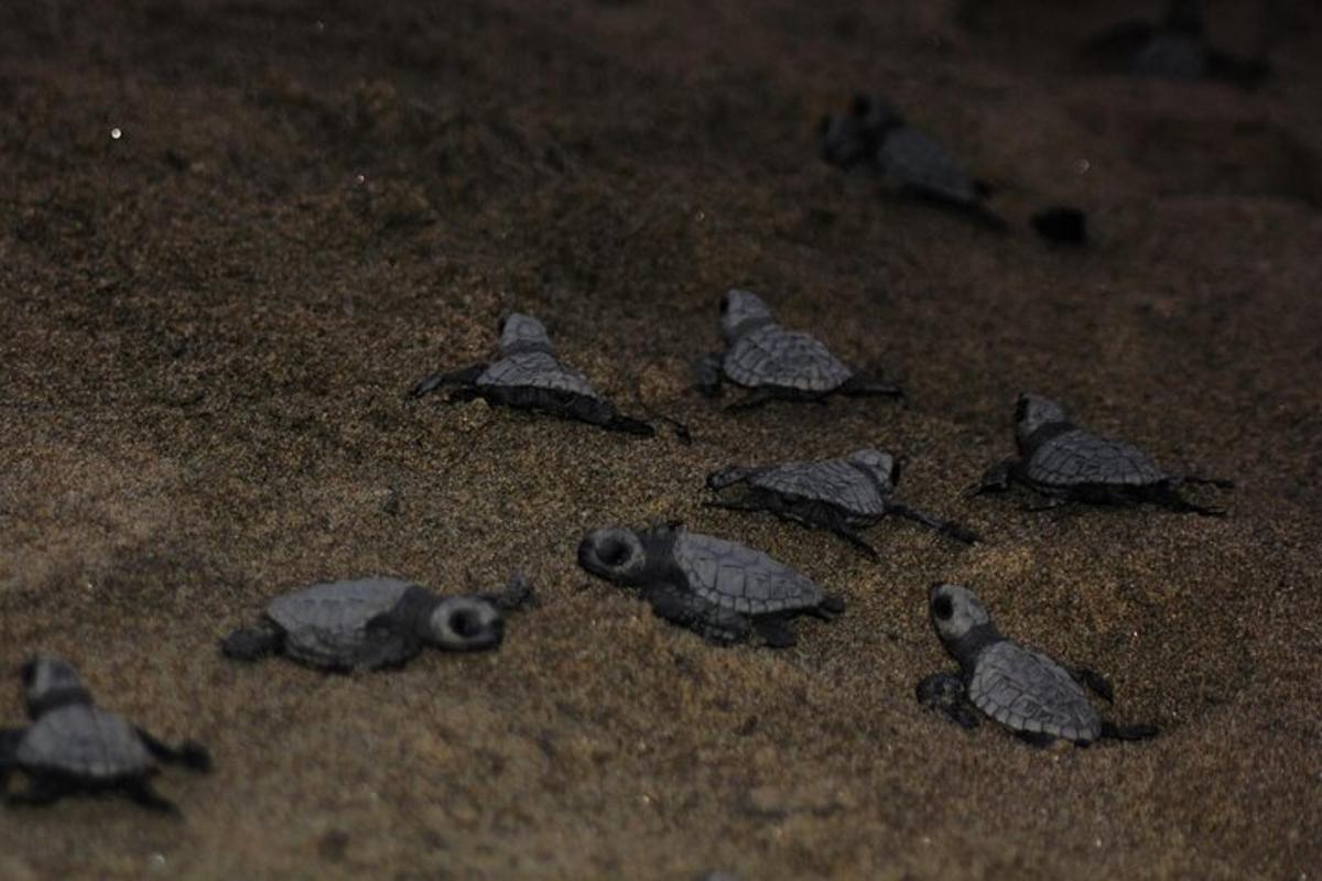 a group of birds standing in the sand