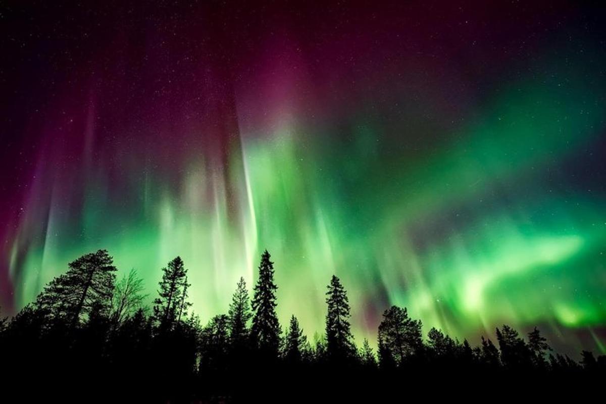 un'aurora nel cielo con alberi in primo piano