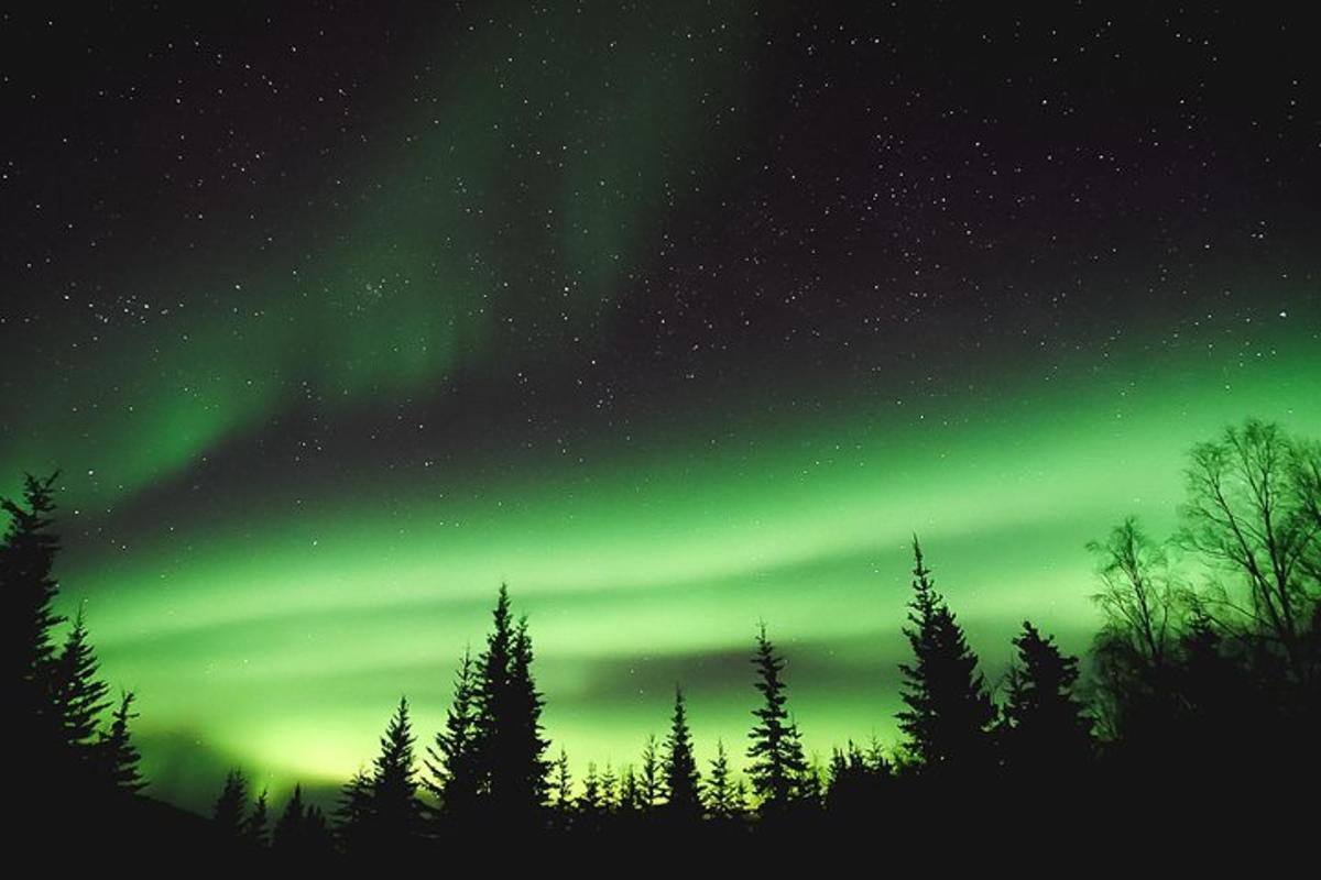 un'aurora sopra una foresta di alberi nel cielo