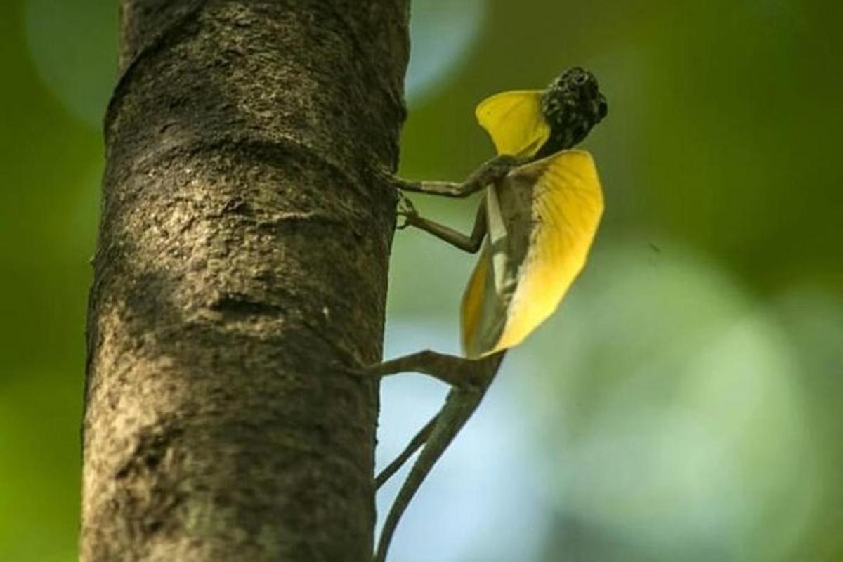 Fotografia 7 a atracției