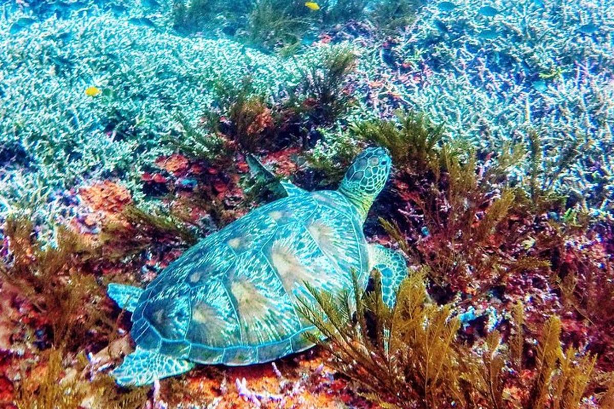 зелена морська черепаха пливе над кораловим рифом