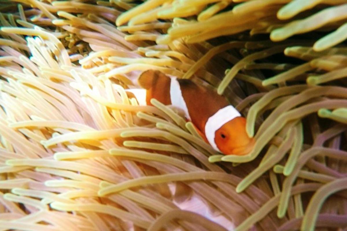 a clown fish swimming in an anemoxin