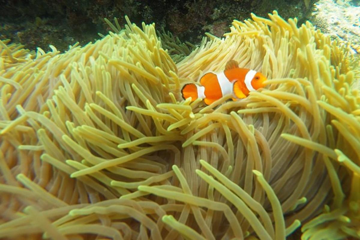 two clown fish in an ocean coral