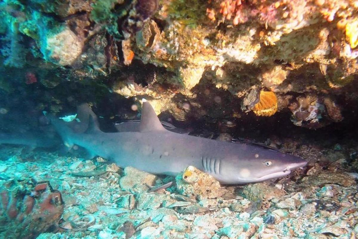 a shark swimming in the water near a reef