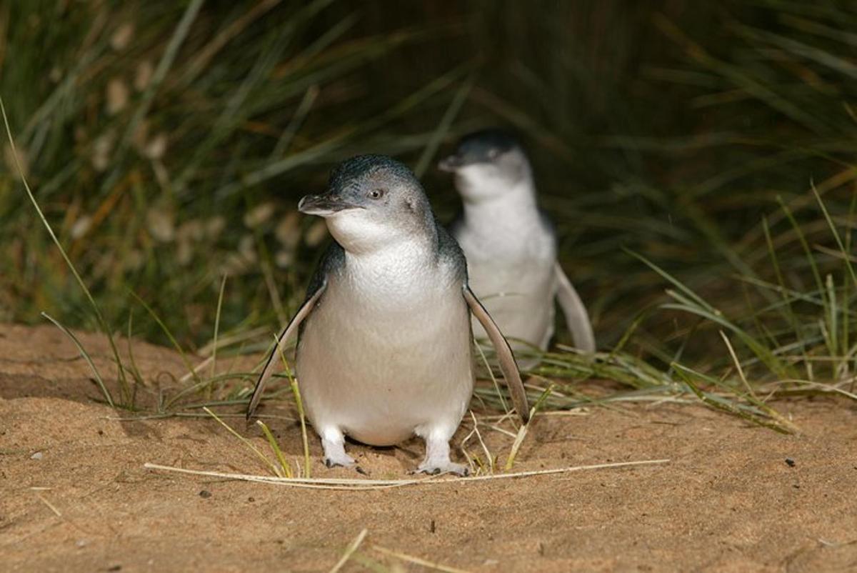 two birds are standing in the sand