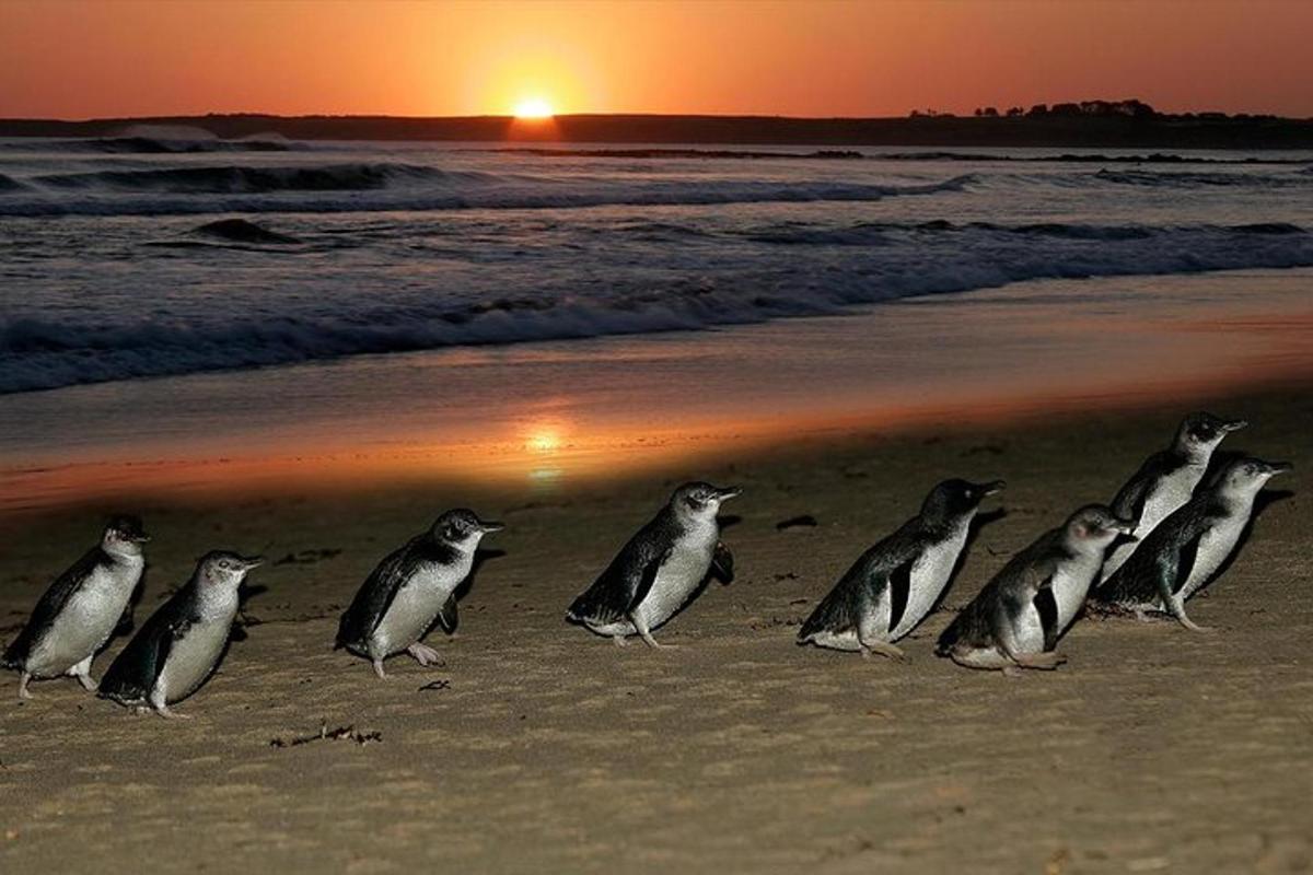 a group of penguins standing on the beach at sunset