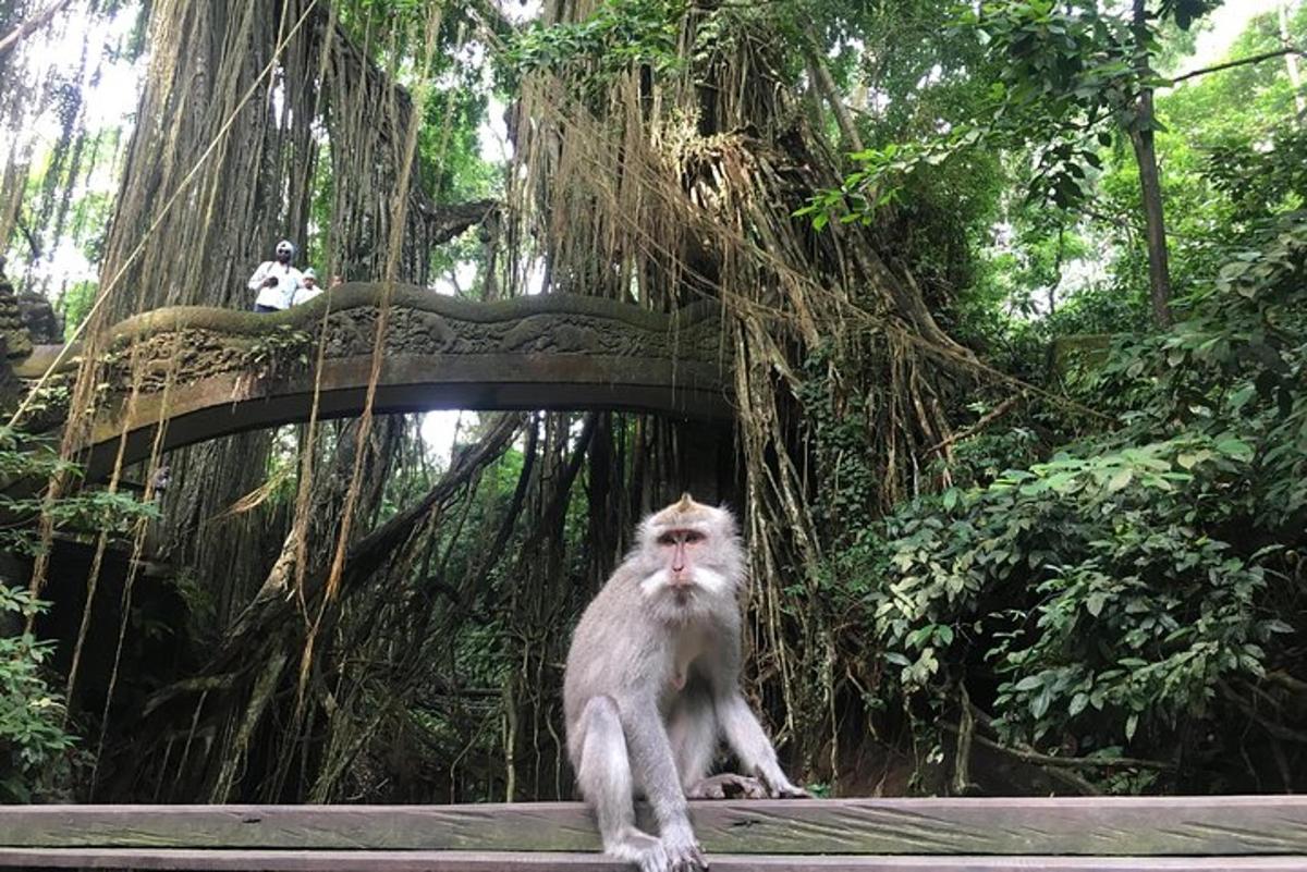 seekor monyet duduk di atas bangku di hadapan pokok