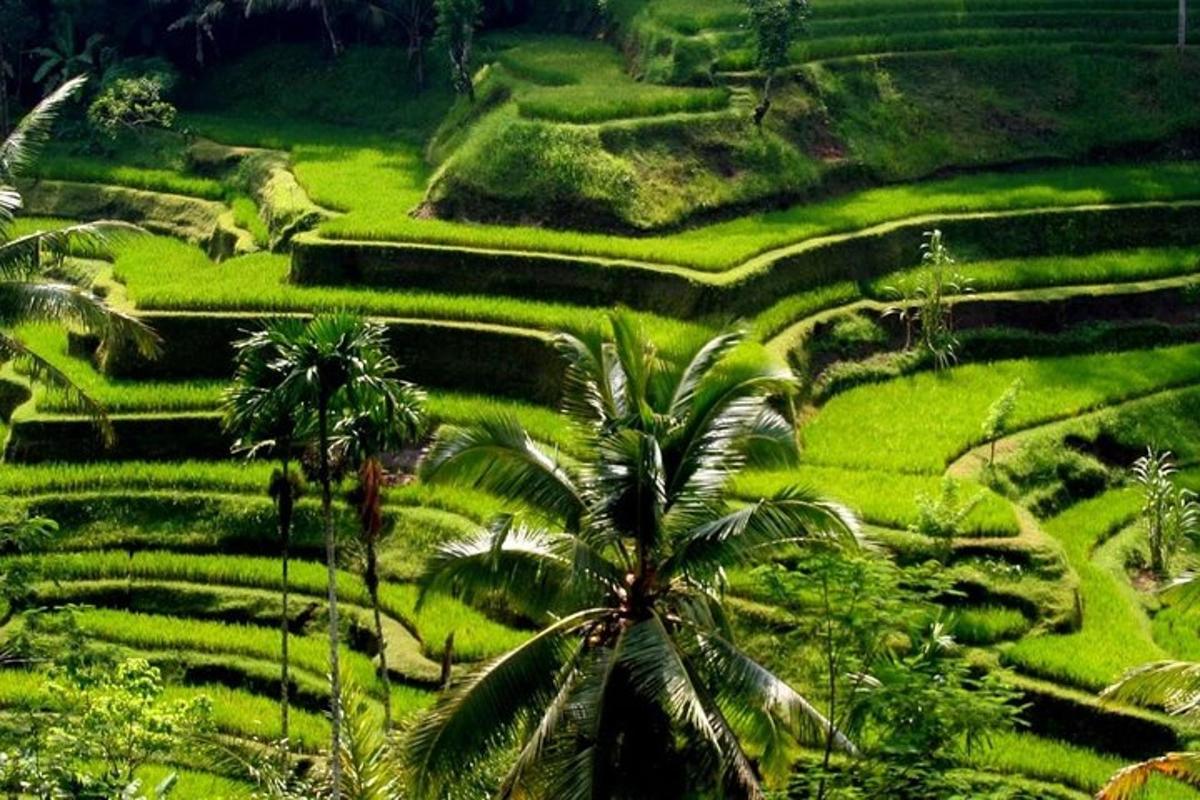 una lussureggiante collina verde con palme e risaie
