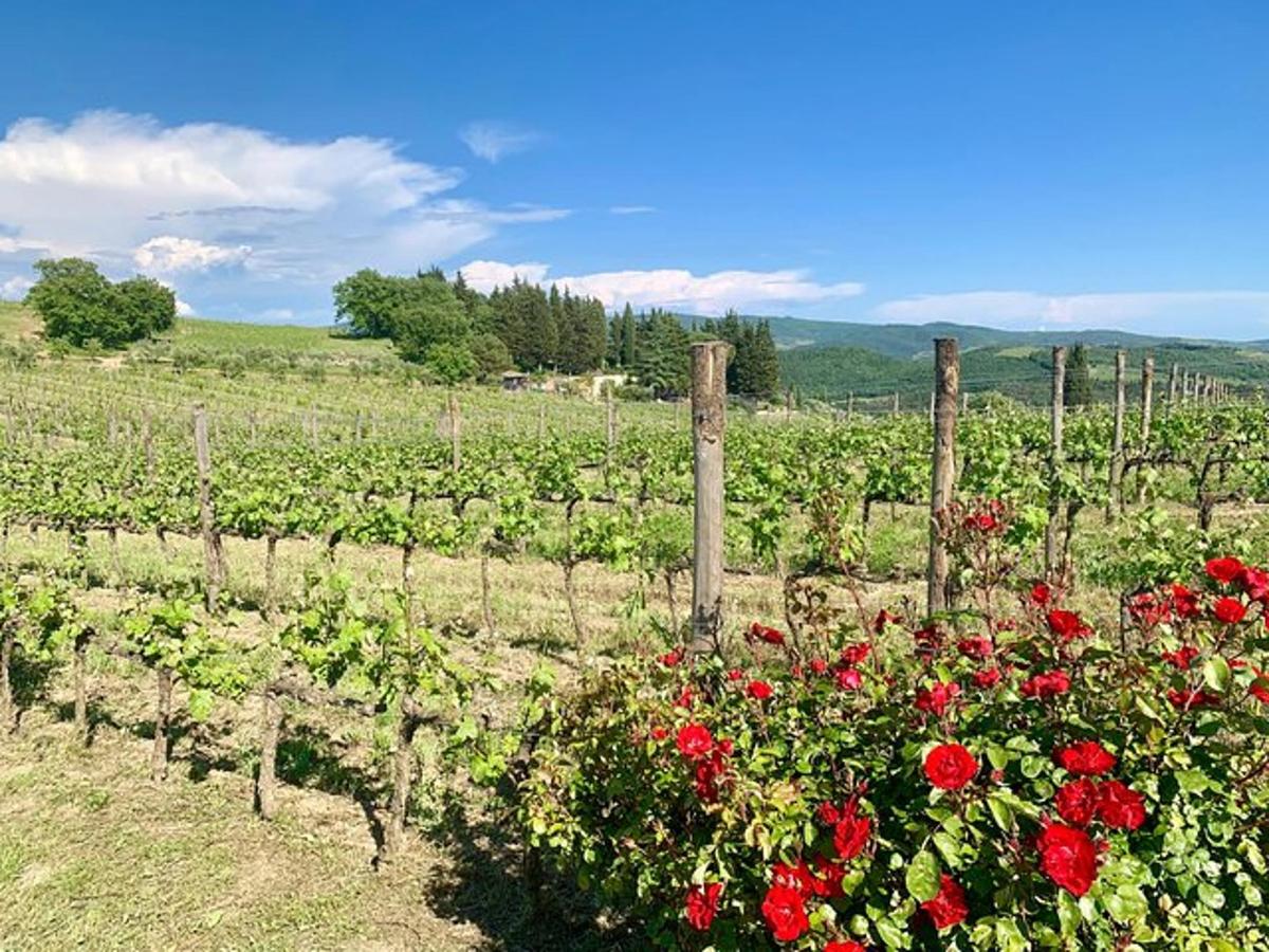 un mazzo di fiori rossi in un vigneto
