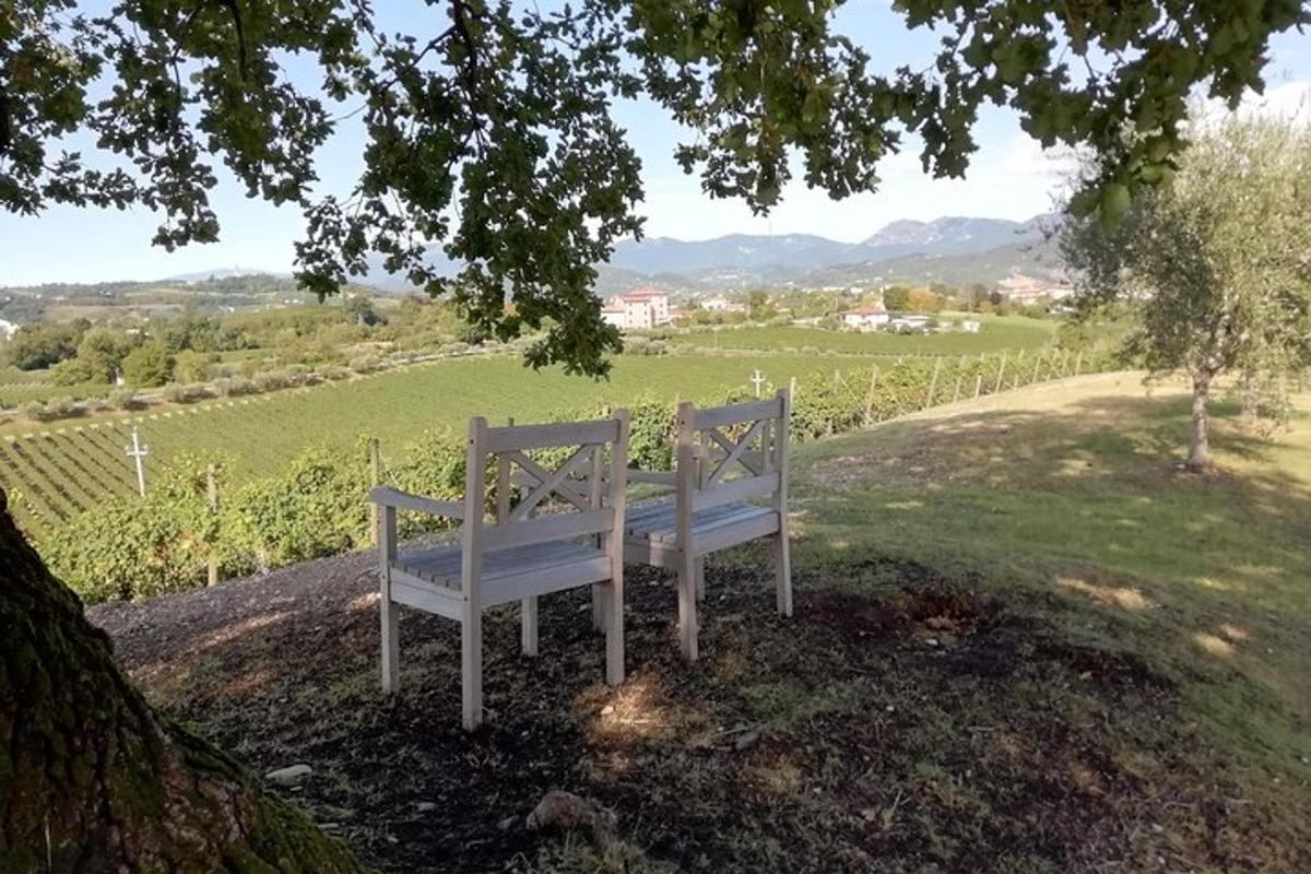 a white bench sitting in the shade of a tree