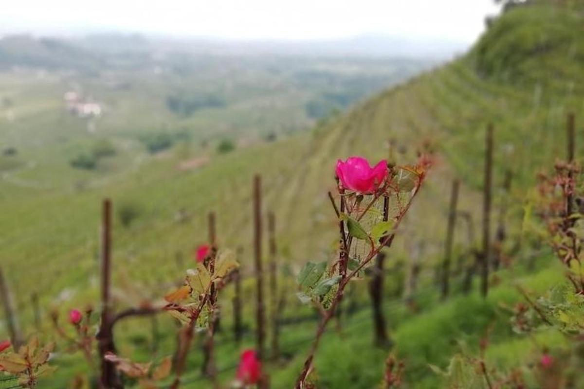 a pink rose in a vineyard in a field