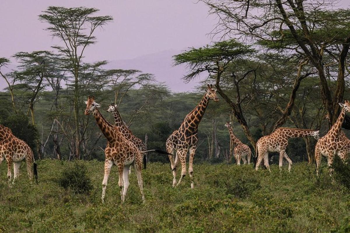 una manada de jirafas de pie en un campo