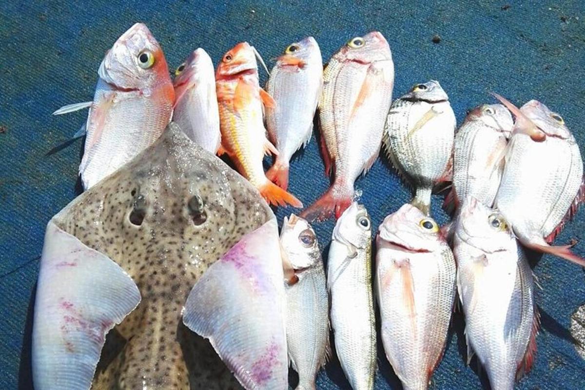 Un grupo de peces alineados en el suelo