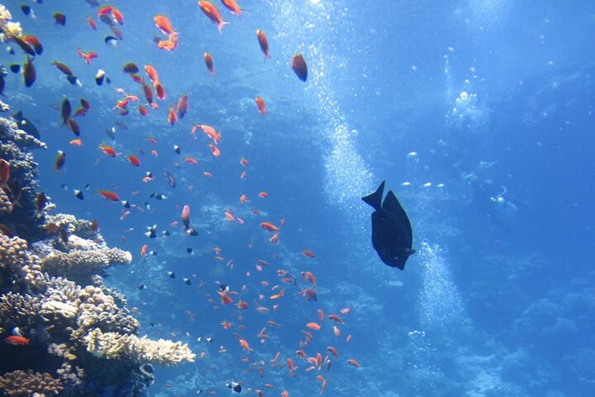 a group of fish swimming around a coral reef