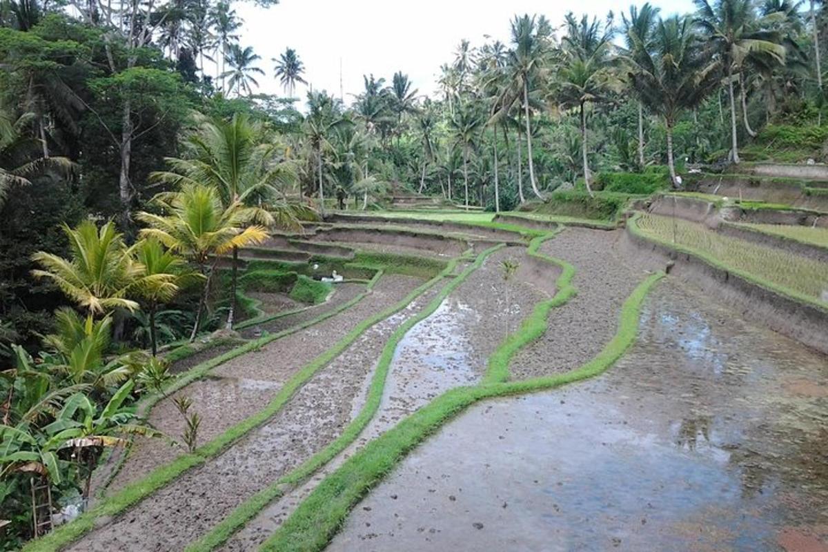 a view of a river with green grass