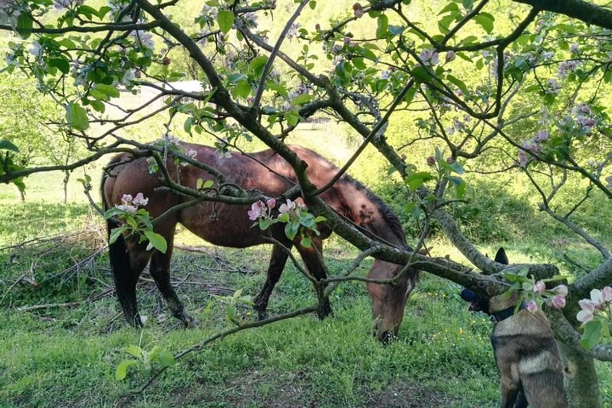 a horse standing in the grass under a tree