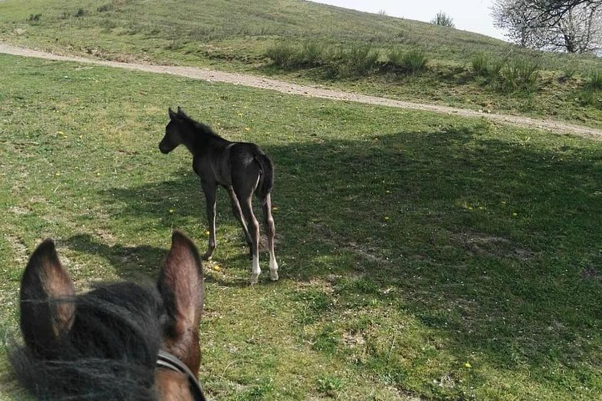 un cavallo in piedi in un campo erboso